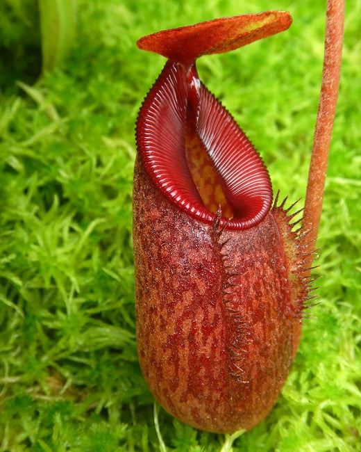 Nepenthes densiflora x aristolochioides  BE-4076