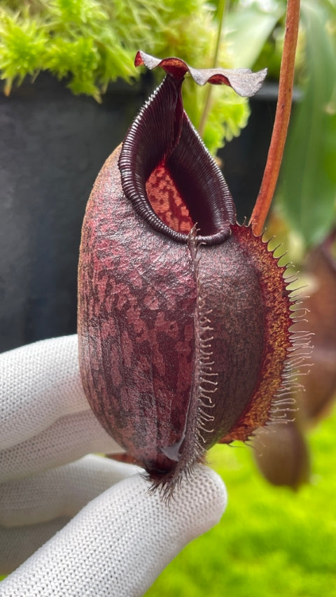 Nepenthes densiflora x aristolochioides BE-4076