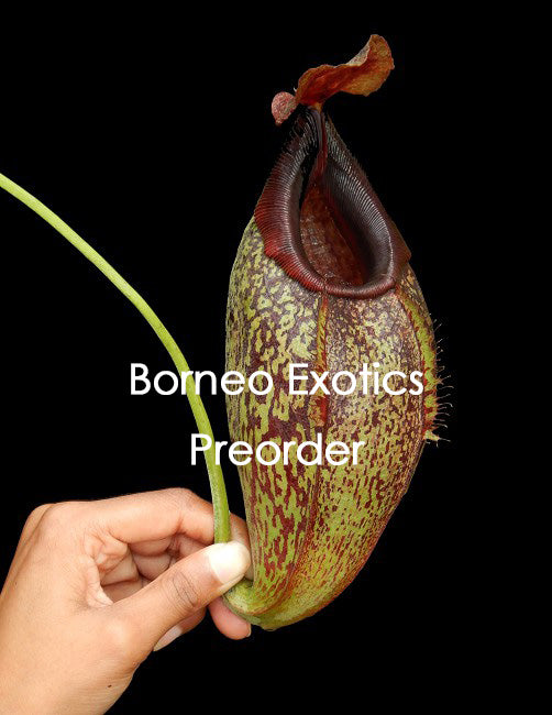 Nepenthes spathulata x aristolochioides  BE-4077