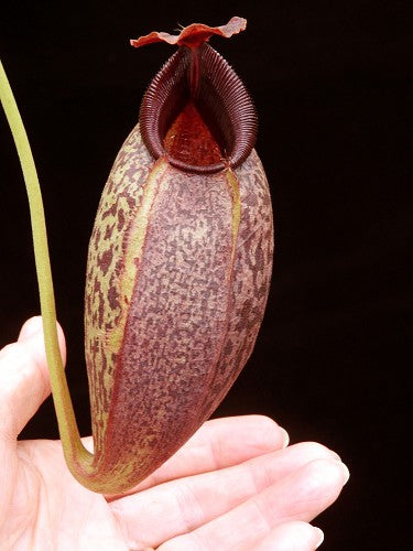Nepenthes spathulata x aristolochioides  BE-4077