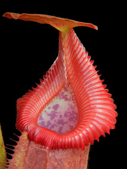 Nepenthes villosa x robcantleyi BE-4079