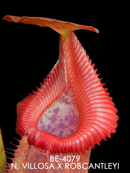 Nepenthes villosa x robcantleyi BE-4079