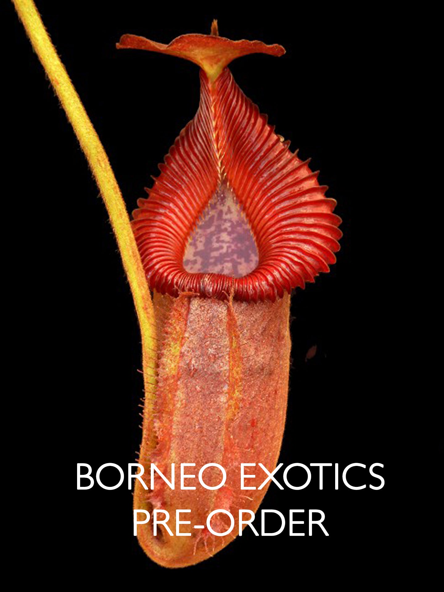 Nepenthes villosa x robcantleyi BE-4079