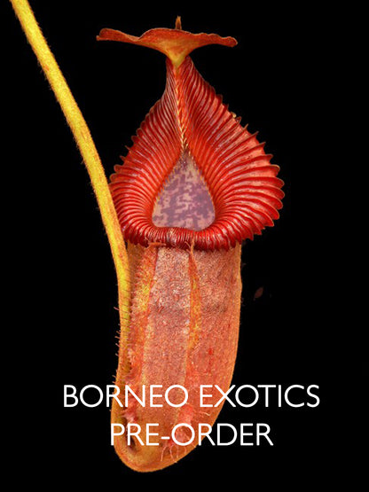 Nepenthes villosa x robcantleyi BE-4079