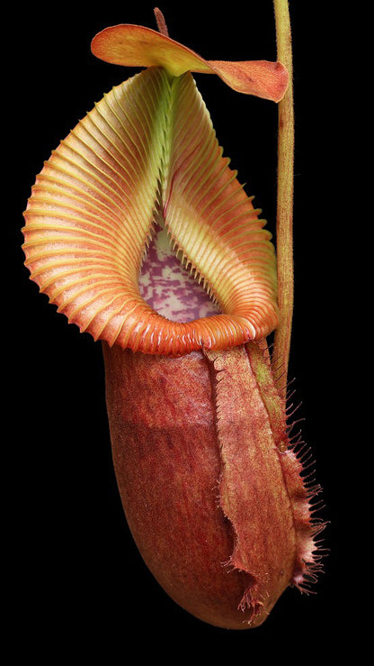 Nepenthes villosa x robcantleyi BE-4079