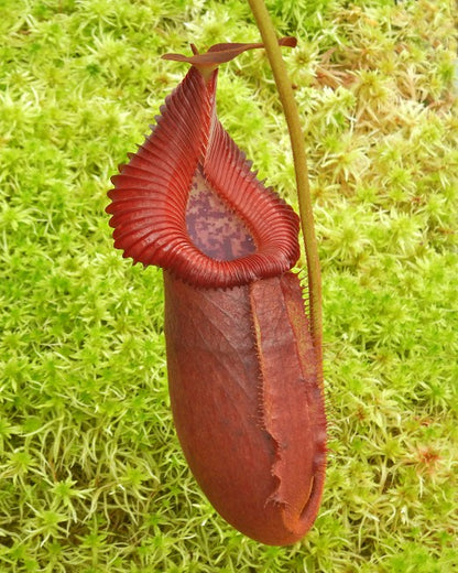 Nepenthes villosa x robcantleyi BE-4079
