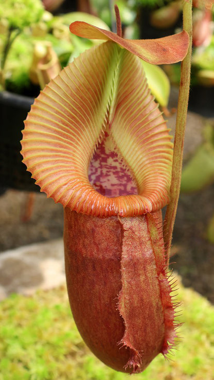 Nepenthes villosa x robcantleyi BE-4079