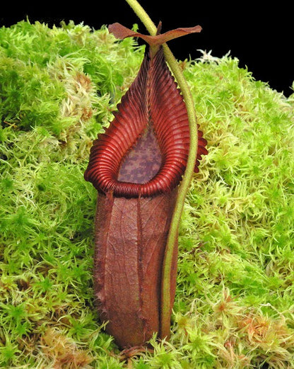 Nepenthes villosa x robcantleyi  BE-4079