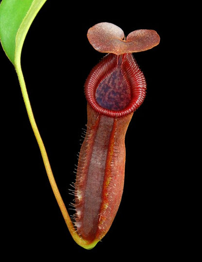 Nepenthes singalana x lowii  BE-4080