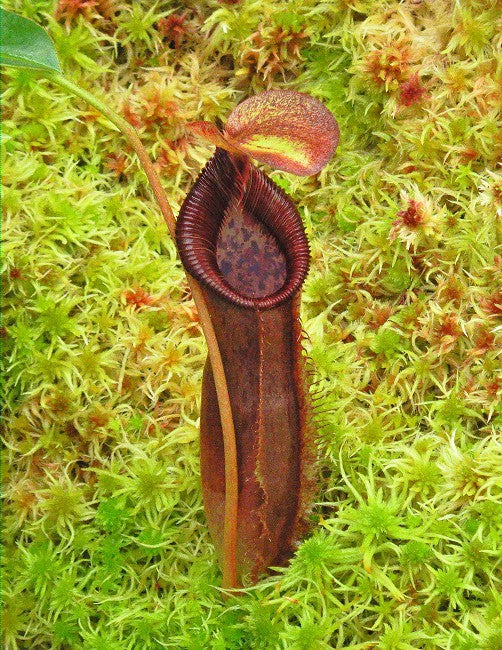 Nepenthes singalana x lowii  BE-4080