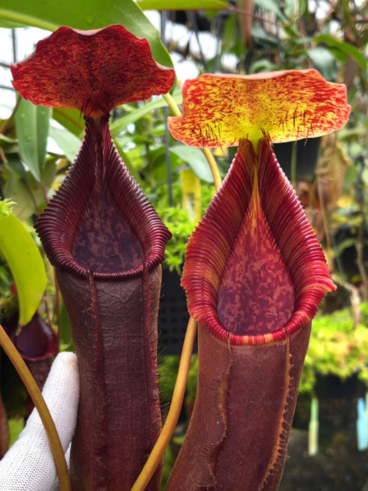 Nepenthes singalana x lowii BE-4080