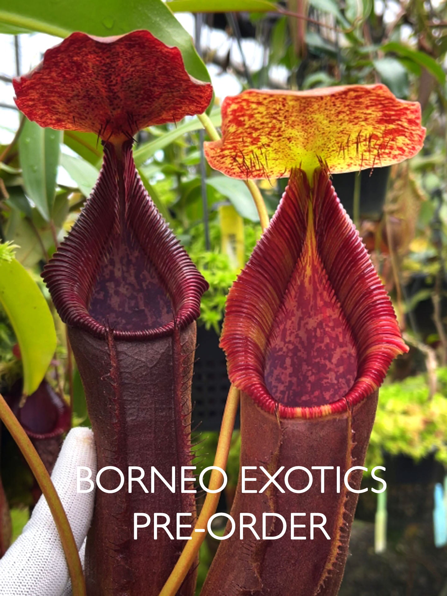 Nepenthes singalana x lowii BE-4080