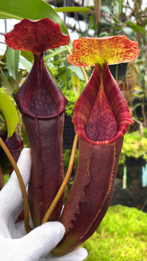 Nepenthes singalana x lowii BE-4080