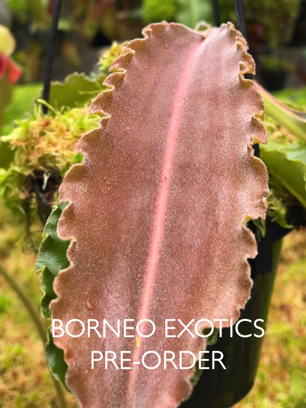Nepenthes maxima "Sulawesi Wavy Leaf" BE-4081