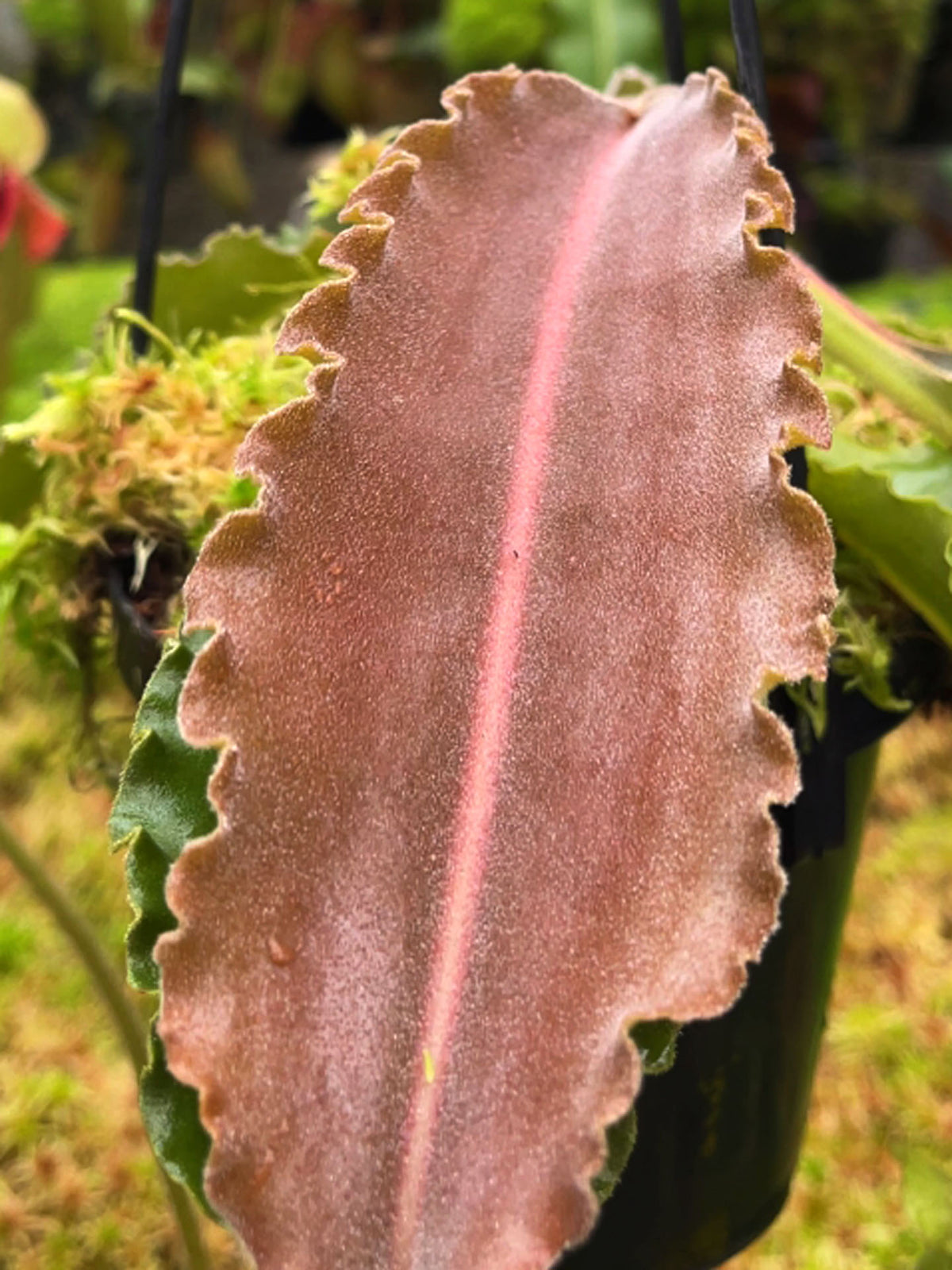 Nepenthes maxima "Sulawesi Wavy Leaf" BE-4081