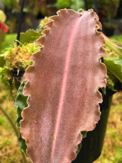 Nepenthes maxima "Sulawesi Wavy Leaf" BE-4081