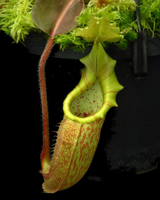 Nepenthes maxima "Sulawesi Wavy leaf" BE-4081
