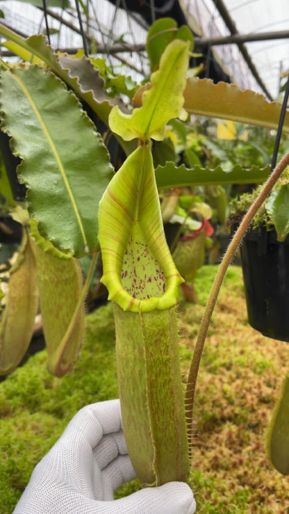 Nepenthes maxima "Sulawesi Wavy Leaf" BE-4081