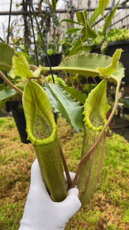 Nepenthes maxima "Sulawesi Wavy Leaf" BE-4081