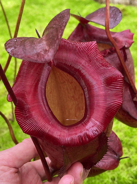 Nepenthes rajah x tenuis BE-4083