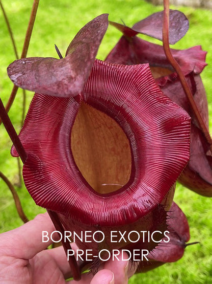 Nepenthes rajah x tenuis   BE-4083