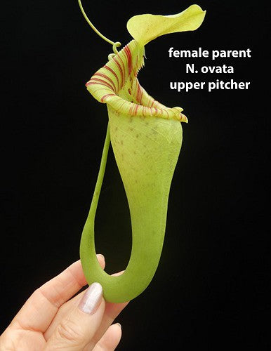Nepenthes ovata  BE-4084