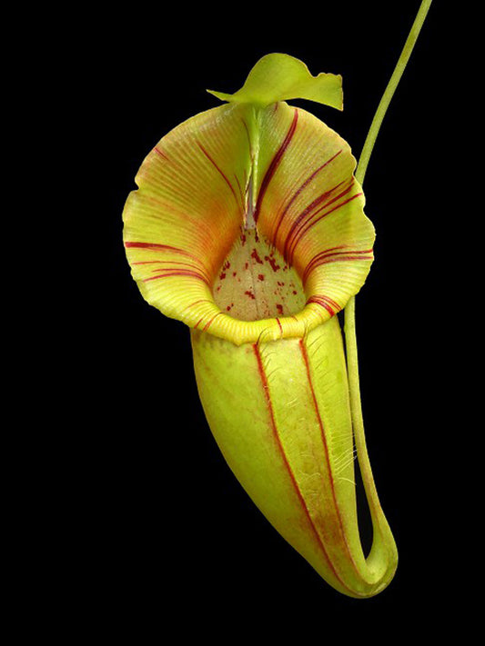Nepenthes ovata  BE-4084