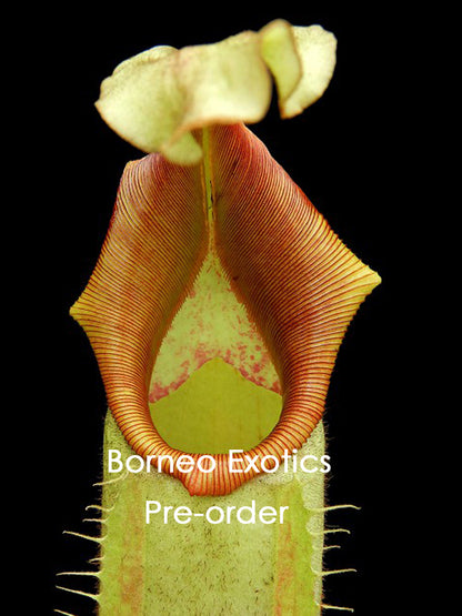 Nepenthes veitchii "Intermediate"  BE-4087
