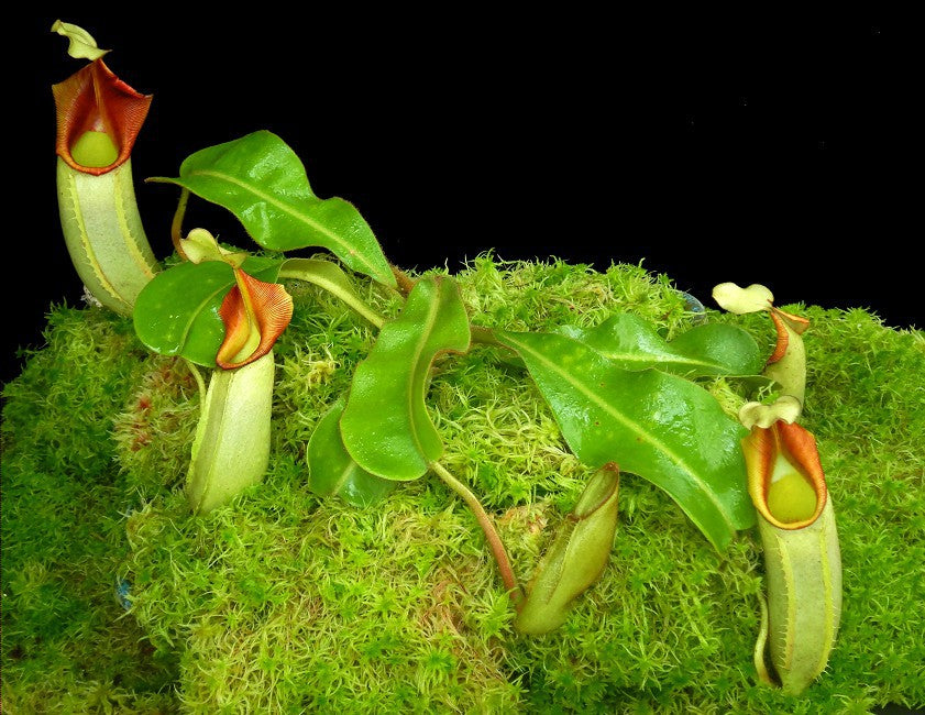 Nepenthes veitchii "Intermediate"  BE-4087