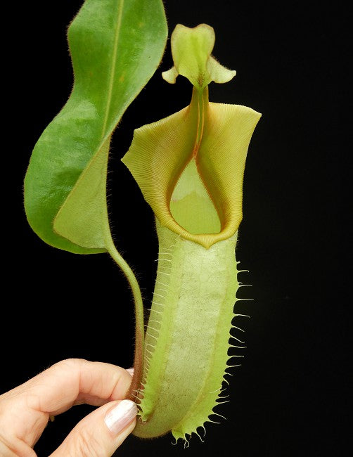 Nepenthes veitchii "Intermediate"  BE-4087