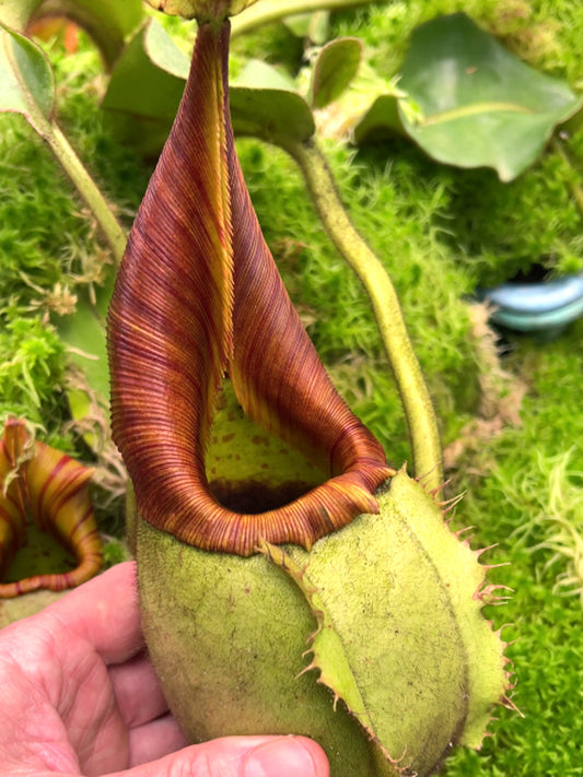Nepenthes veitchii "Intermediate" Different Clones BE-4087