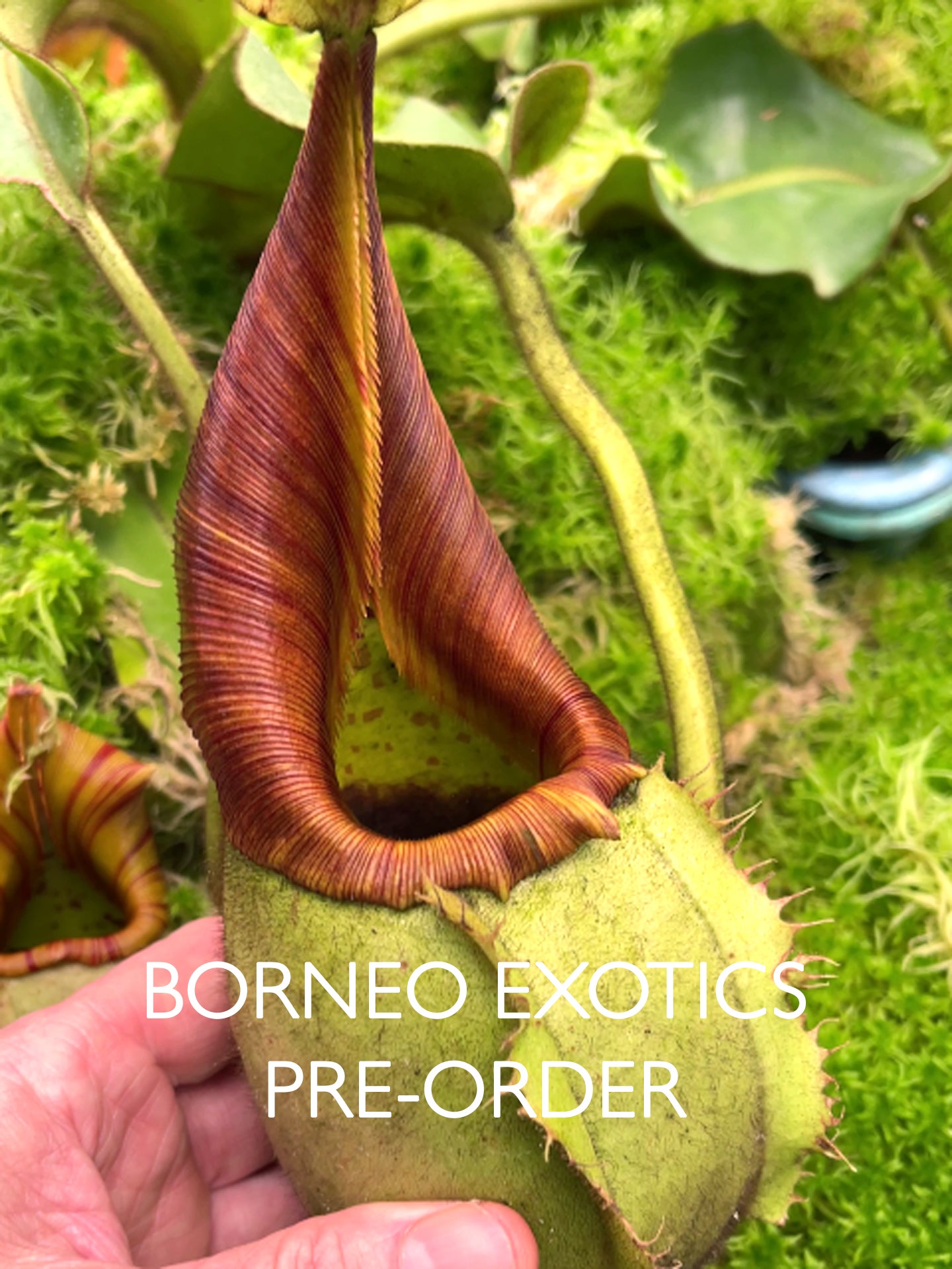 Nepenthes veitchii "Intermediate"  Different Clones BE-4087