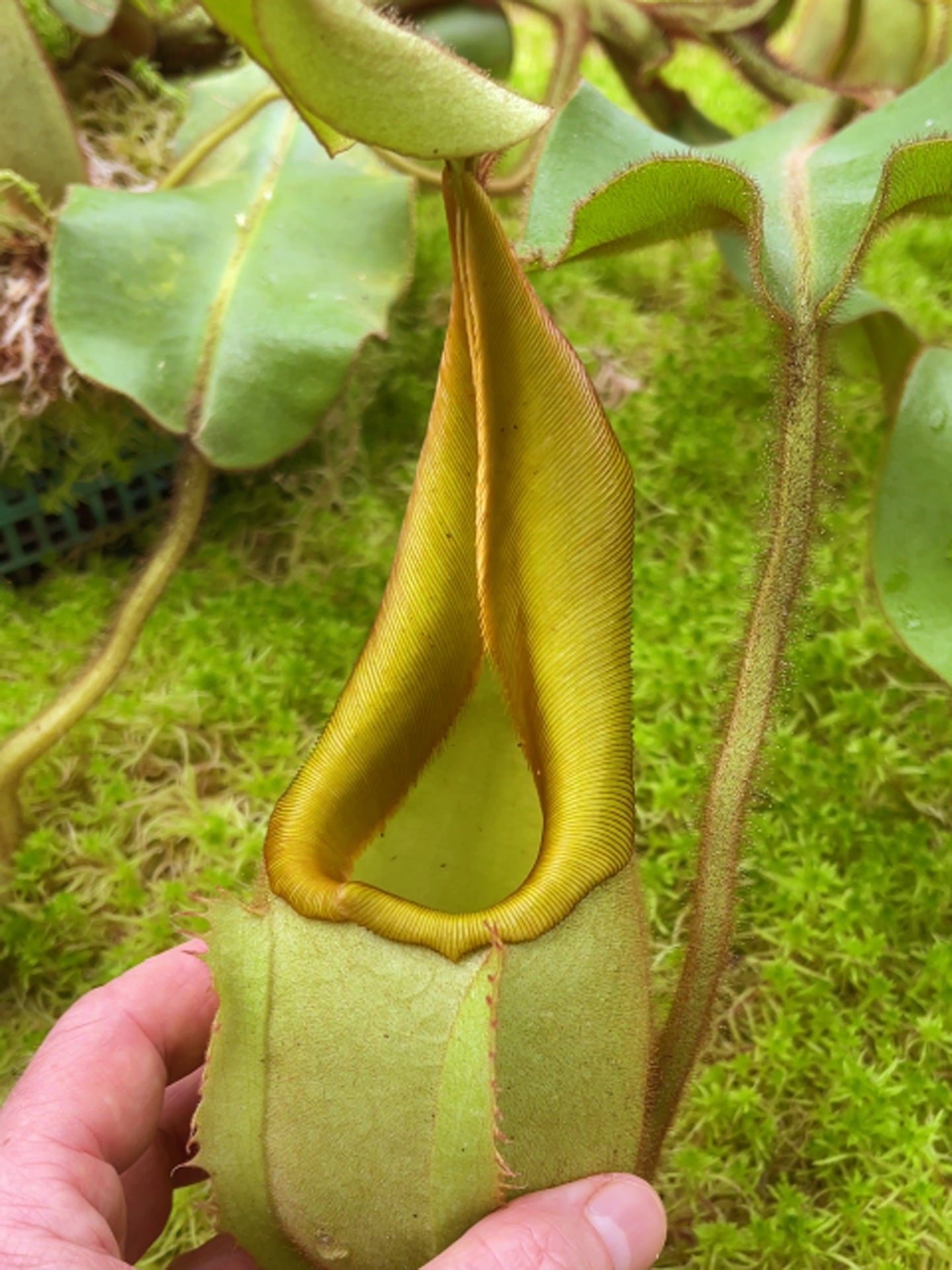 Nepenthes veitchii "Intermediate"  Different Clones BE-4087