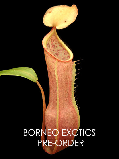 Nepenthes tobaica BE-4089