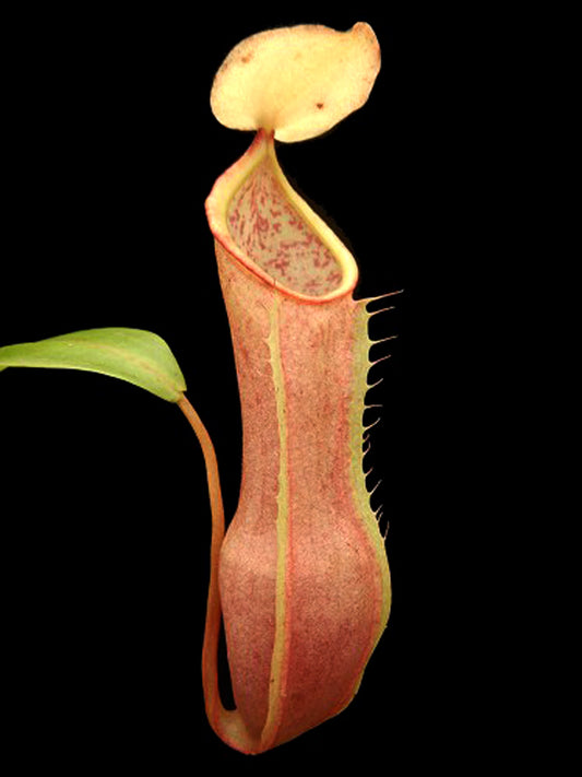 Nepenthes tobaica BE-4089
