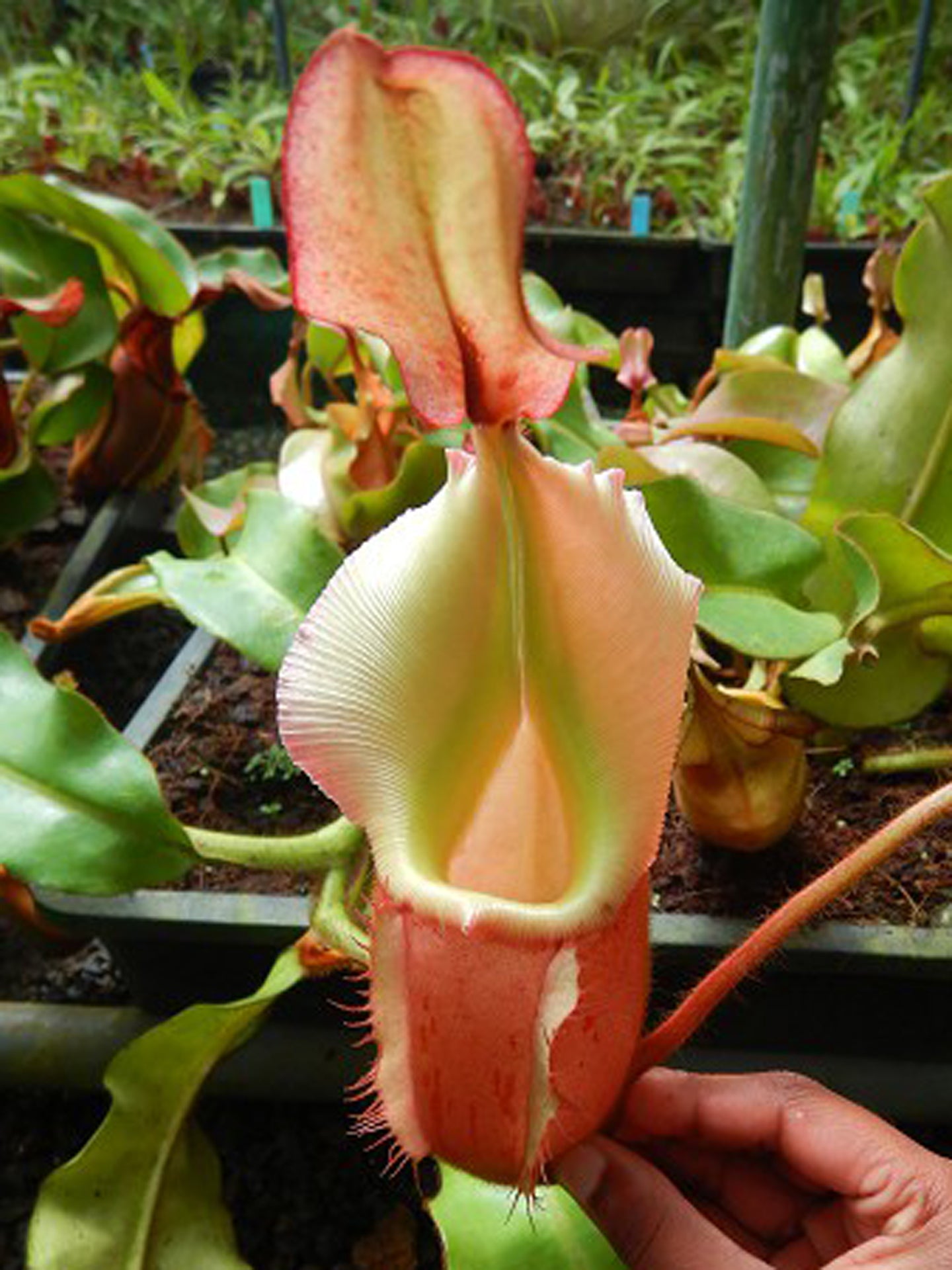 ASTA 6 : BE-4094 Nepenthes veitchii "Bario" Pink-Gold  XL Size