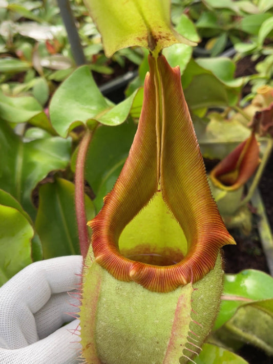 ASTA 7 : BE-4097 Nepenthes veitchii "Bario RED" Highland   XL SIZE