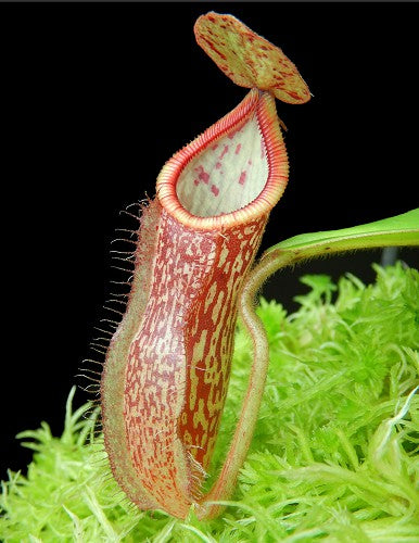 Nepenthes hamata x glandulifera  BE-4501