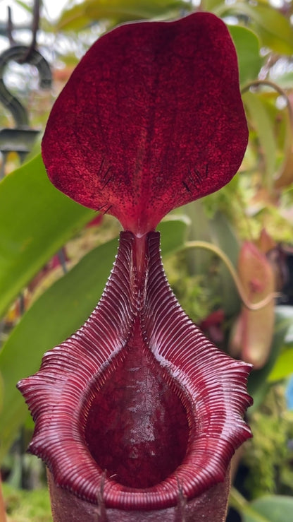 Nepenthes rajah x lowii  BE-4502
