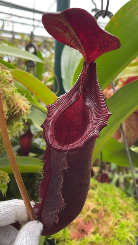 Nepenthes rajah x lowii  BE-4502