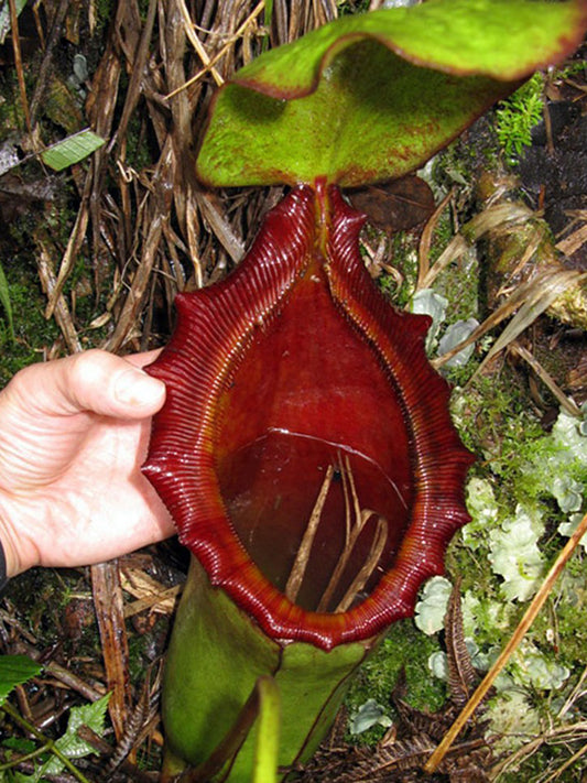Nepenthes rajah x lowii BE-4502
