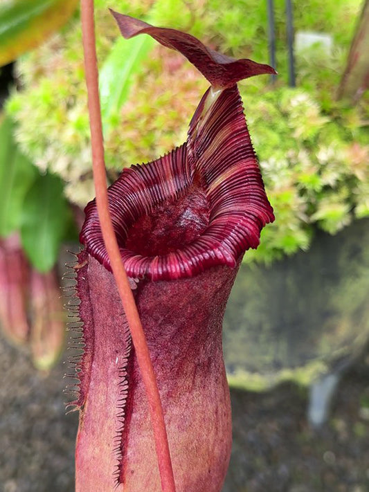 Nepenthes sibuyanensis x lowii  BE-4504