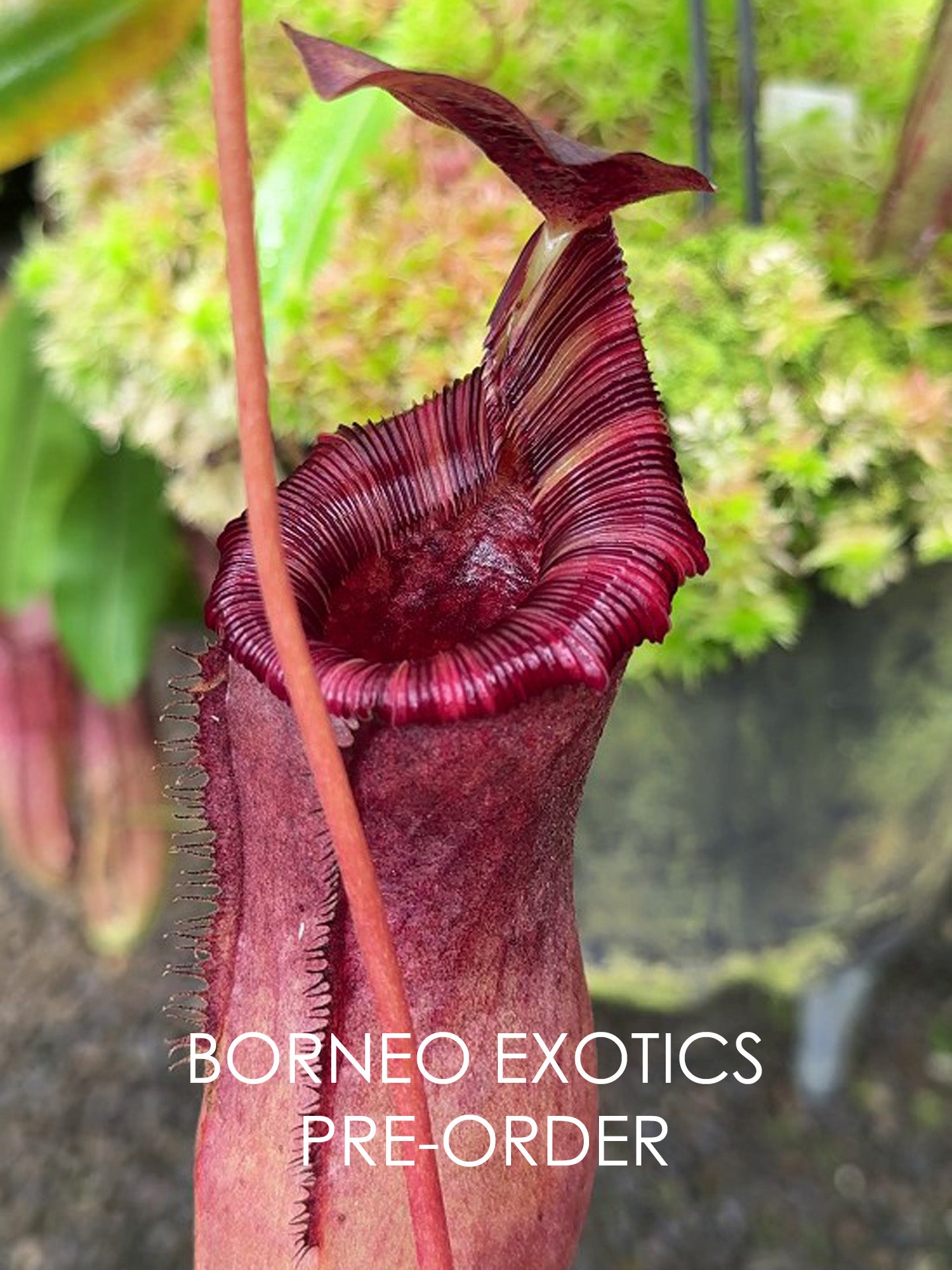 Nepenthes sibuyanensis x lowii BE-4504