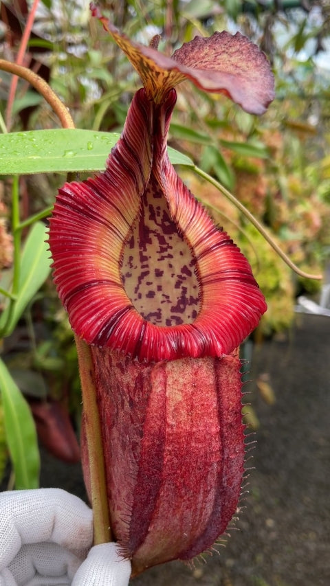 ASTA 8 : Nepenthes burbidgeae x edwardsiana BE-4507  XL Size