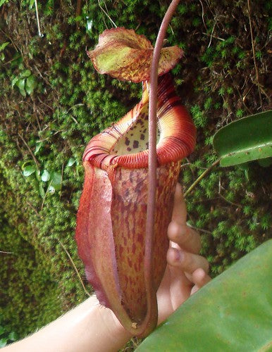 ASTA 11 : Nepenthes burbidgeae x edwardsiana  BE-4507  XL SIZE