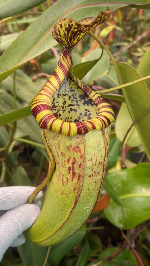 ASTA 11 : Nepenthes burbidgeae x edwardsiana  BE-4507  XL SIZE