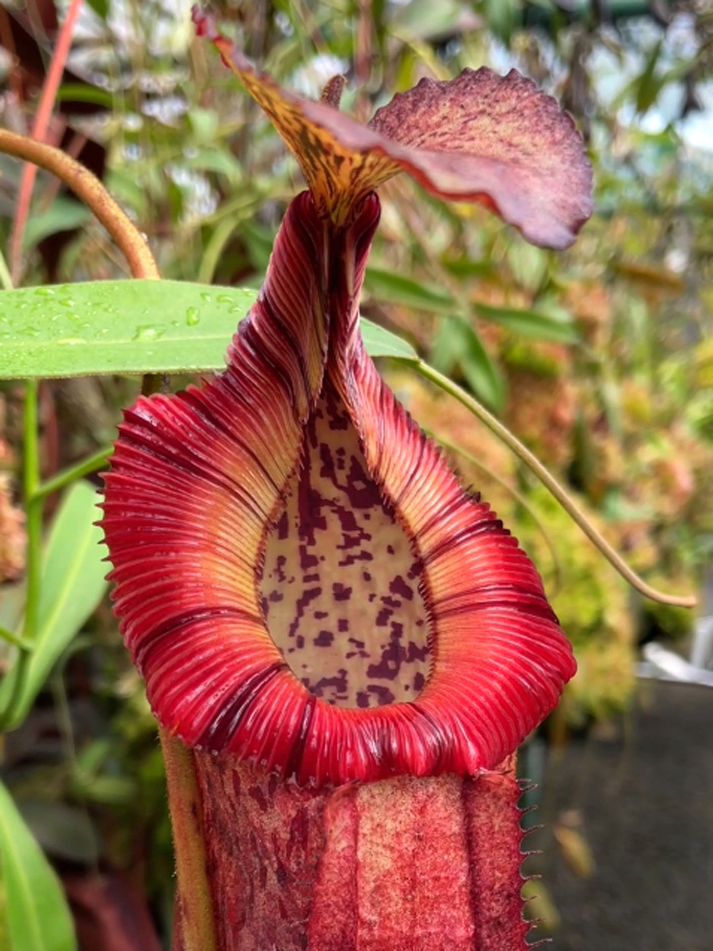 ASTA 8 : Nepenthes burbidgeae x edwardsiana BE-4507  XL Size