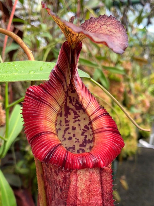 ASTA 8 : Nepenthes burbidgeae x edwardsiana BE-4507  XL Size