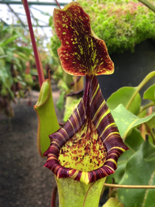 ASTA 5 : Nepenthes veitchii x lowii  BE-4508  Large Size