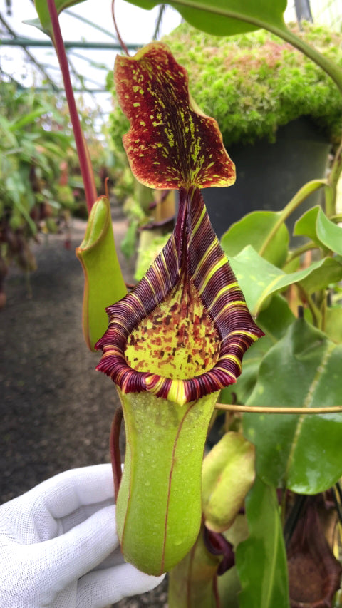 ASTA 5 : Nepenthes veitchii x lowii  BE-4508  Large Size